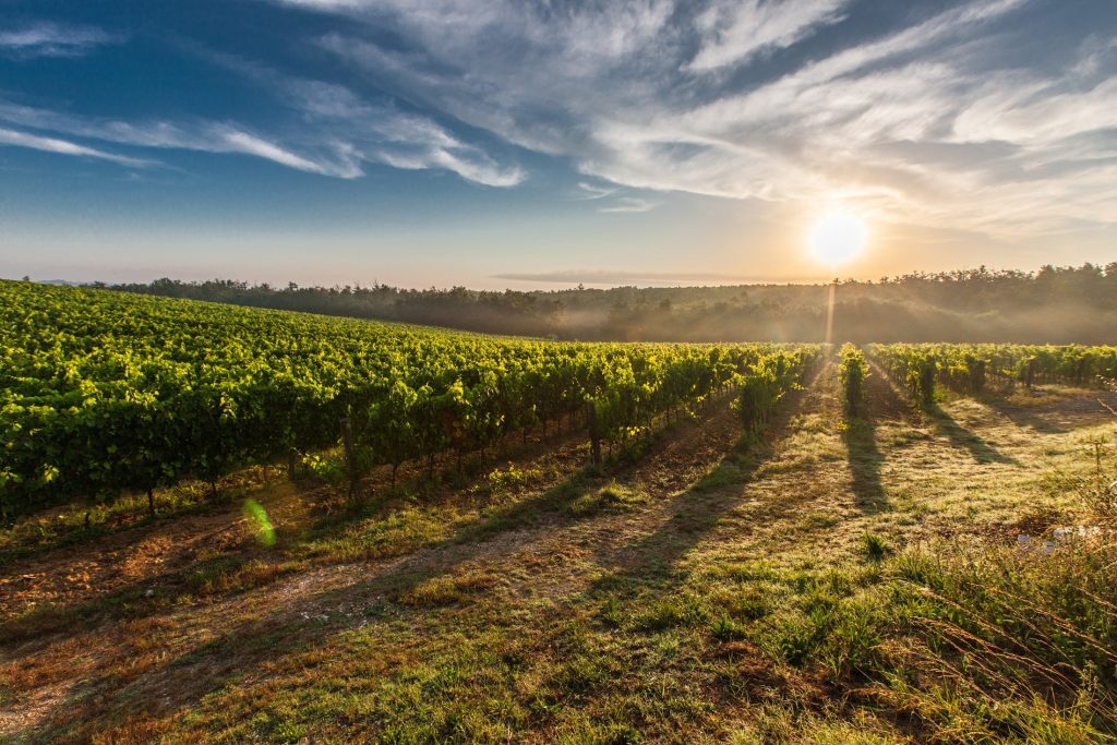 Tout savoir sur le label HVE en viticulture