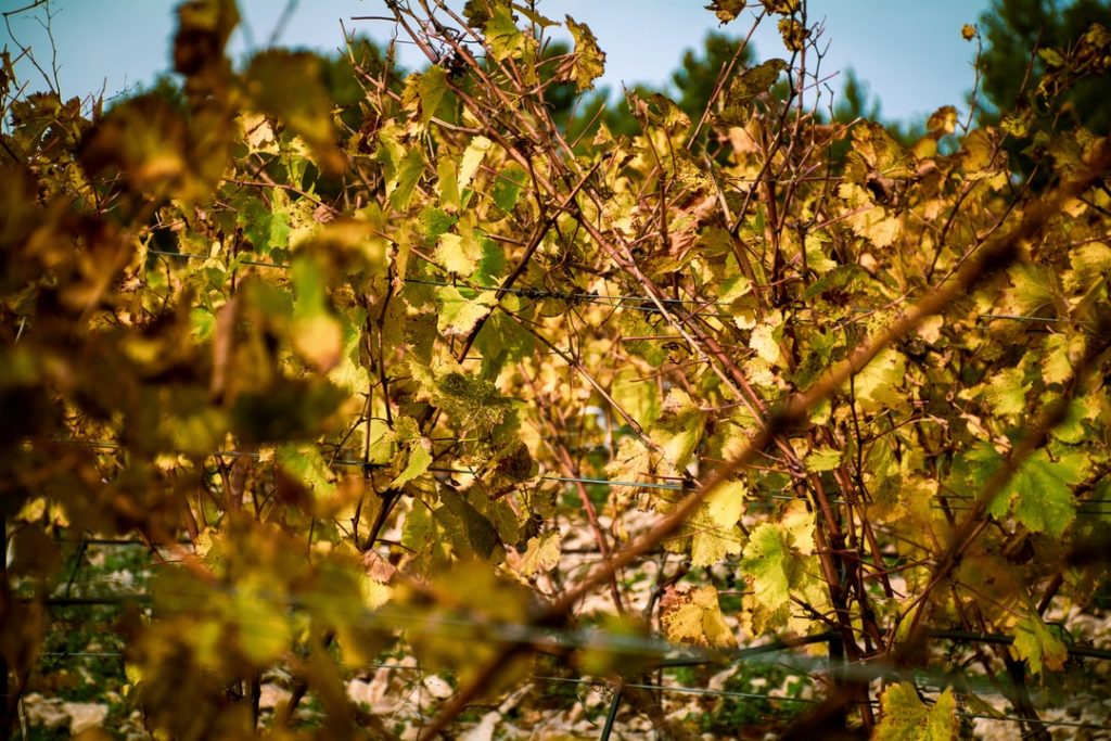 Zoom sur les vins du terroir alsacien
