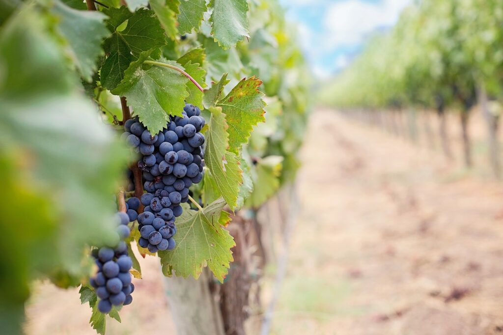 Comment reconnaître un vin naturel ?