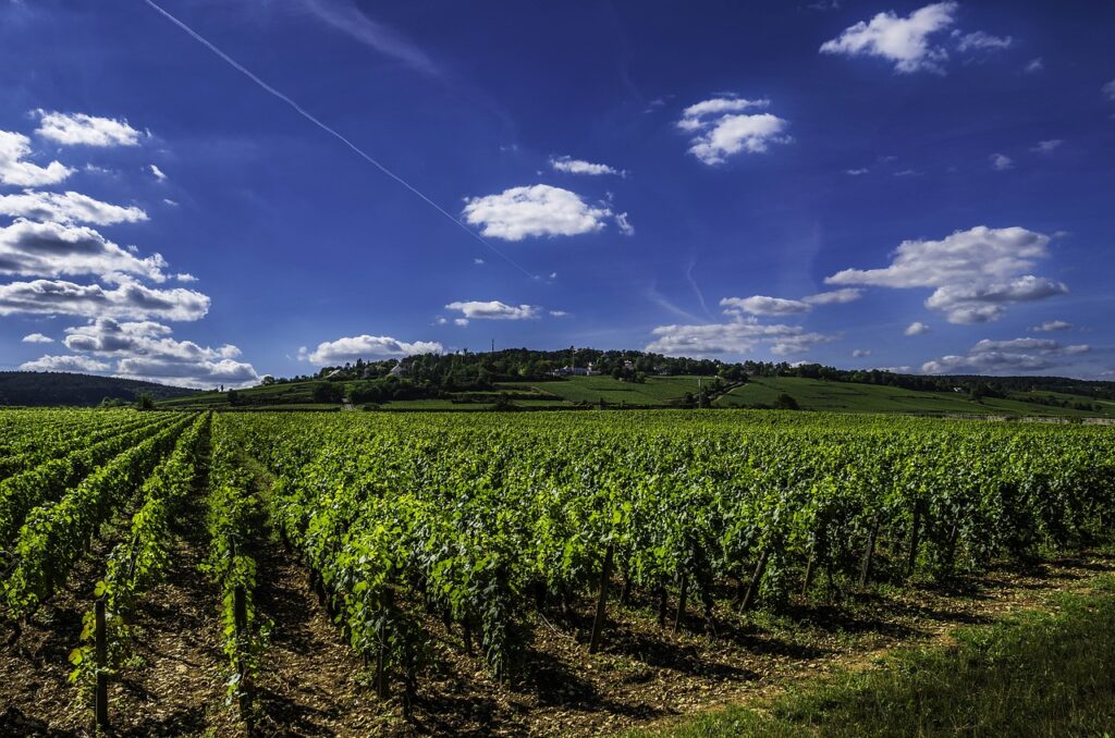 Comment faire du vin naturel ?