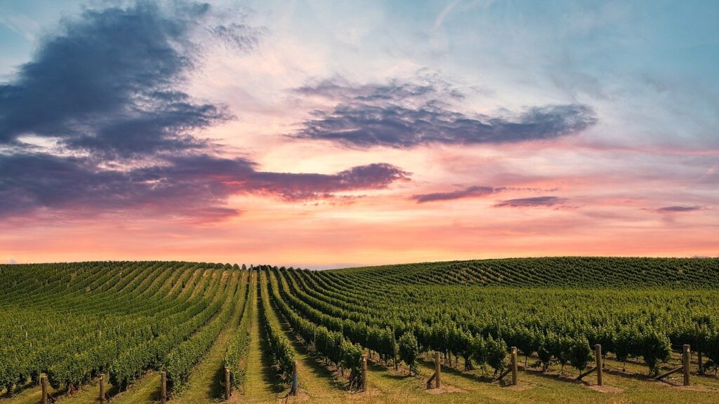 Comment est fait le vin nature ?